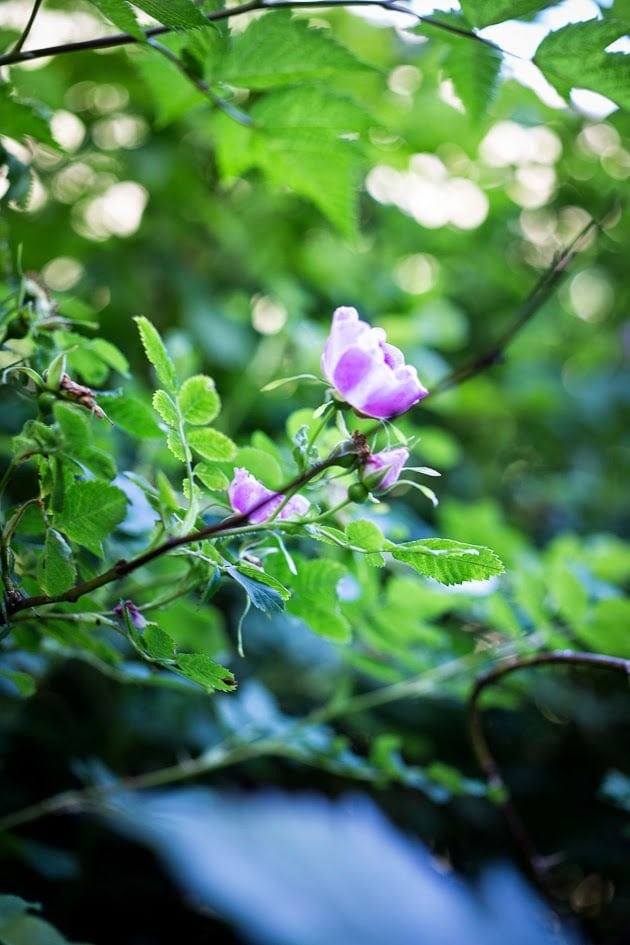 Wild roses 