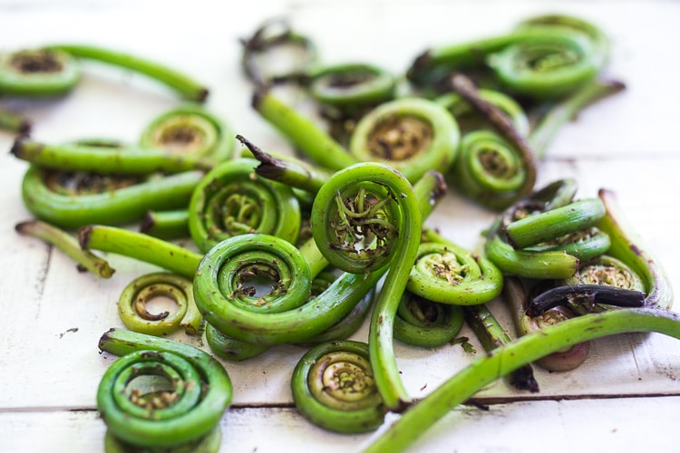 Fiddlehead fern recipes 