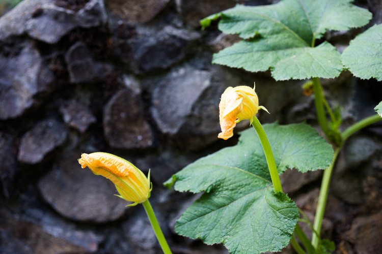 Baked Stuffed Squash Blossoms (Dolmas Style!)with ground lamb, basmati rice and fragrant Middle Eastern spices- a simple delicious main course or appetizer, inspired by the season! #dolmas #squashblossom #zucchiniblossom #squashblossoms #stuffedsquashblossom #baked #keto #paleo #lamb #lambrecipes #groundlamb