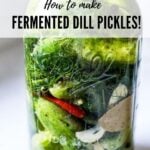 How to make Fermented "Kosher" Dill Pickles! A simple recipe for making the most flavorful, crunchy, tangy, garlic dill pickles with only 15 minutes of hands-on time. Simple easy instructions! #pickles #dillpickles #fermented #fermentedpickles #cultured #preserving #pickledcucumbers