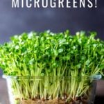 How to Grow Microgreens- an easy guide to growing your own healthy Microgreens indoors with no special equipment. Microgreens- especially broccoli seeds have tremendous health benefits! #microgreens
