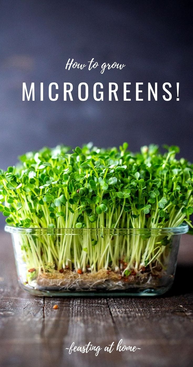 How to Grow Microgreens