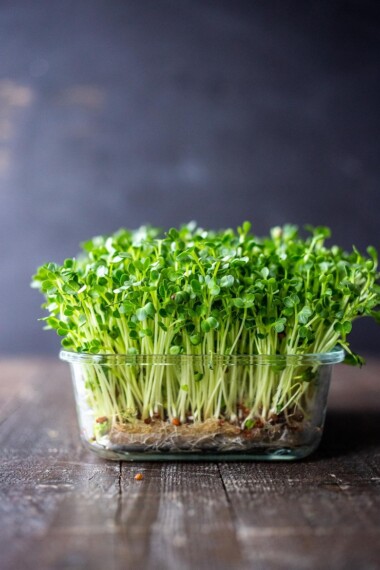 How to Grow Microgreens- an easy guide to growing your own healthy Microgreens indoors with no special equipment. Microgreens- especially broccoli seeds have tremendous health benefits! #microgreens