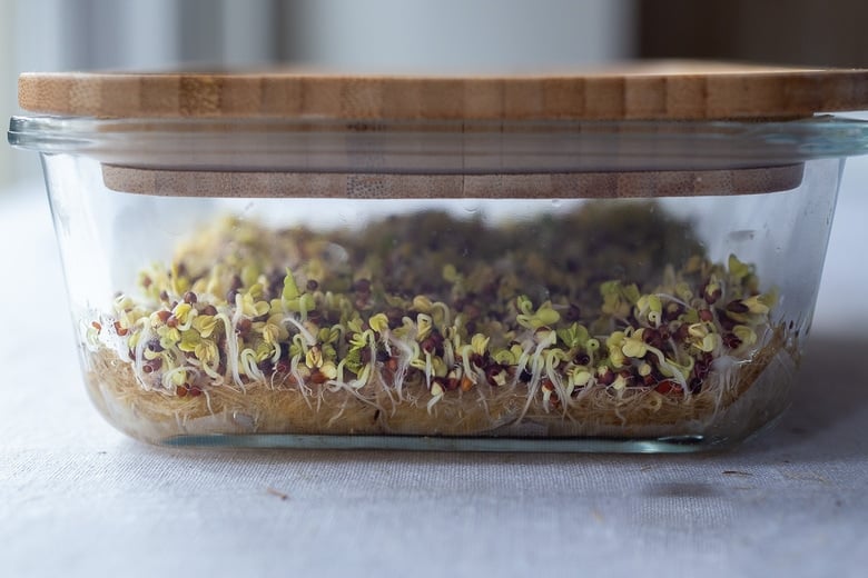 how to grow broccoli Microgreens -after 3-5 days the broccoli seeds begin to sprout. 