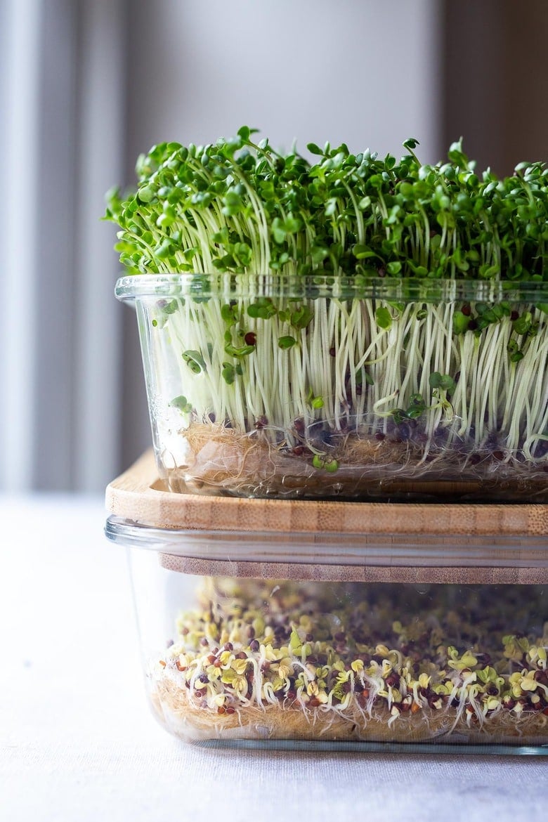 How to Grow Microgreens- an easy guide to growing your own healthy Microgreens indoors with no special equipment. Microgreens- especially broccoli seeds have tremendous health benefits! #microgreens