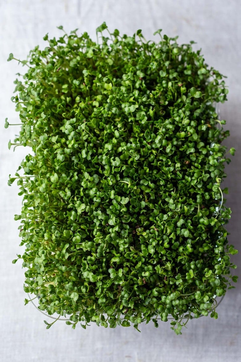 How to grow microgreens indoors in 1-2 weeks, using no special equipment. Enjoy the tremendous health benefits of consuming microgreens daily- adding to meals you are already making. 