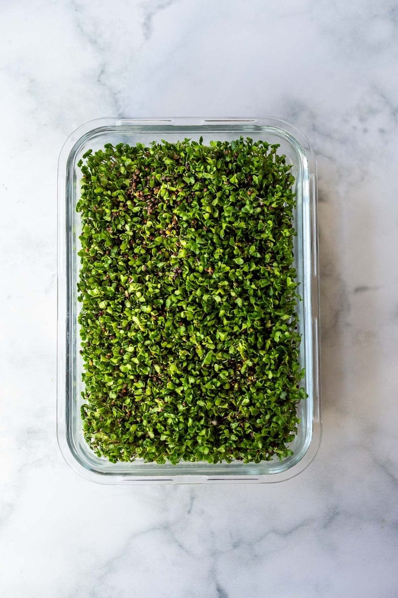 sprouting broccoli seeds