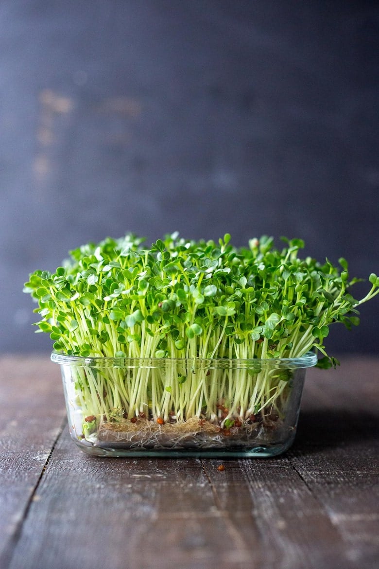 How to Grow Microgreens-plus 10 health benefits! An easy guide to growing your own healthy Microgreens indoors with no special equipment. Microgreens- especially broccoli seeds have tremendous health benefits! #microgreens