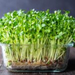 How to grow Microgreens - an easy guide to growing your own Microgreens indoors, plus 10 health benefits!