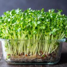 How to Grow Microgreens-image