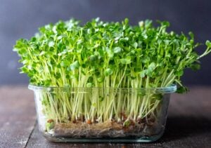 How to grow Microgreens - an easy guide to growing your own Microgreens indoors, plus 10 health benefits!