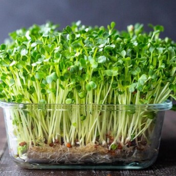 How to Grow Microgreens