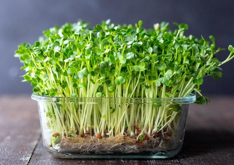 How to Grow Microgreens | Feasting At Home
