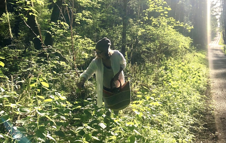 picking nettles in the wild 