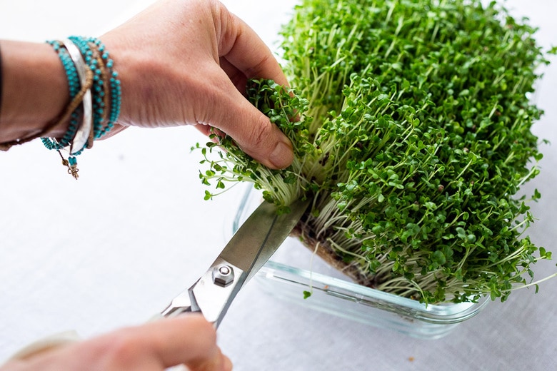 cutting microgreens