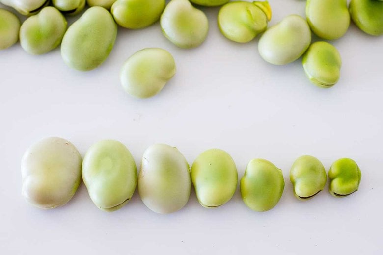 Fava Beans lined up in a row, ranging from small to large.