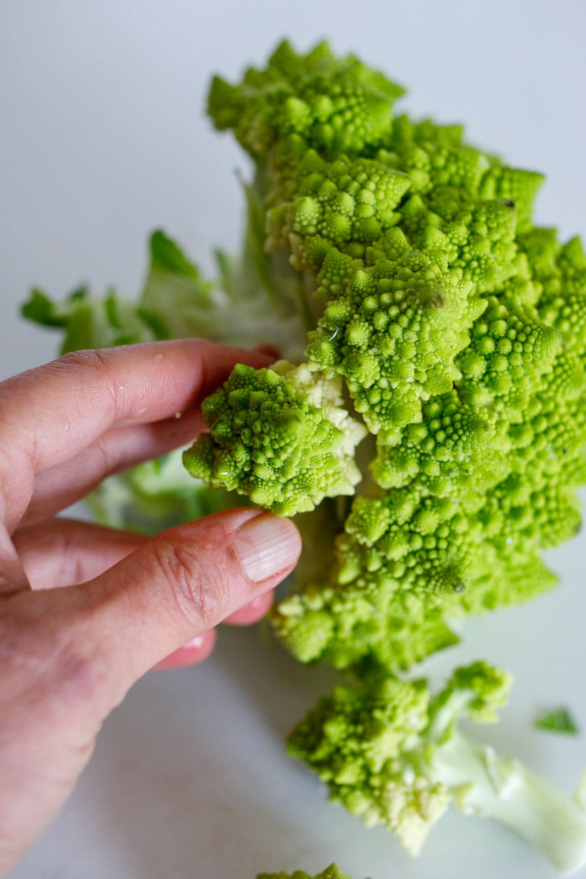 Prepping romanesco, pulling off the spires.